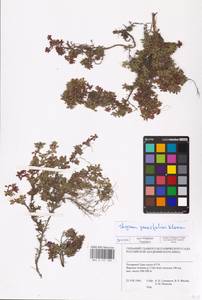 MHA 0 157 389, Thymus talijevii subsp. paucifolius (Klokov) P.A.Schmidt, Siberia, Western Siberia (S1) (Russia)
