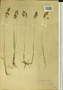 Anthoxanthum nitens (Weber) Y.Schouten & Veldkamp, Siberia, Altai & Sayany Mountains (S2) (Russia)