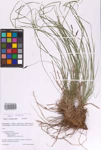 Carex montana L., Eastern Europe, Western region (E3) (Russia)
