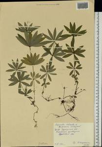 Galium odoratum (L.) Scop., Eastern Europe, South Ukrainian region (E12) (Ukraine)