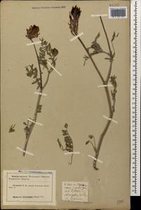 Astragalus onobrychis L., Caucasus, Krasnodar Krai & Adygea (K1a) (Russia)