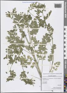 Potentilla supina L., Eastern Europe, Eastern region (E10) (Russia)