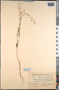 Camelina microcarpa Andrz. ex DC., Caucasus, North Ossetia, Ingushetia & Chechnya (K1c) (Russia)