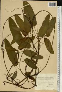 Persicaria amphibia (L.) Gray, Eastern Europe, Central forest region (E5) (Russia)