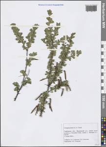Caragana frutex (L.) K.Koch, Eastern Europe, Central forest-and-steppe region (E6) (Russia)