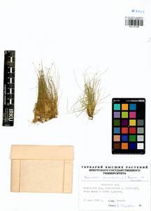 Eleocharis acicularis (L.) Roem. & Schult., Siberia, Baikal & Transbaikal region (S4) (Russia)