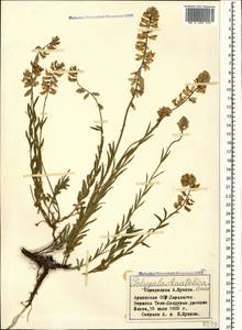 Polygala anatolica Boiss. & Heldr., Caucasus, Armenia (K5) (Armenia)