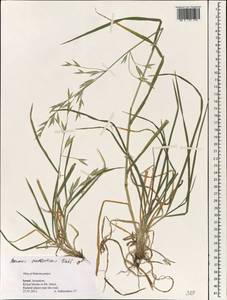 Bromus catharticus Vahl, South Asia, South Asia (Asia outside ex-Soviet states and Mongolia) (ASIA) (Israel)