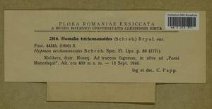 Homalia trichomanoides (Hedw.) Brid., Bryophytes, Bryophytes - Western Europe (BEu) (Romania)