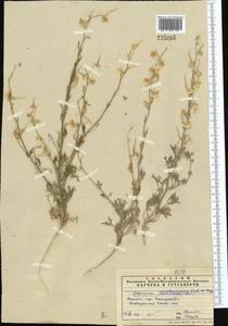 Delphinium camptocarpum Fisch. & C. A. Mey., Middle Asia, Pamir & Pamiro-Alai (M2) (Uzbekistan)
