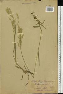 Bromus inermis Leyss., Siberia, Russian Far East (S6) (Russia)