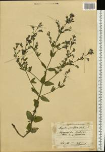 Nepeta ucranica subsp. parviflora (M.Bieb.) M.Masclans, Eastern Europe, North Ukrainian region (E11) (Ukraine)