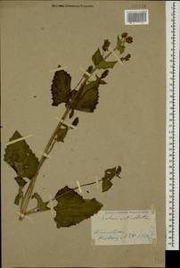 Salvia verticillata L., Caucasus, Stavropol Krai, Karachay-Cherkessia & Kabardino-Balkaria (K1b) (Russia)