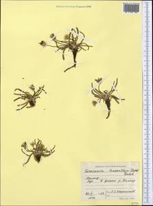 Taraxacum leucanthum (Ledeb.) Ledeb., Middle Asia, Pamir & Pamiro-Alai (M2) (Tajikistan)