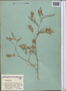 Astragalus schmalhausenii Bunge, Middle Asia, Pamir & Pamiro-Alai (M2) (Tajikistan)