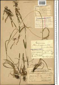 Phleum paniculatum Huds., Caucasus, Azerbaijan (K6) (Azerbaijan)