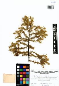 Juniperus communis L., Siberia, Baikal & Transbaikal region (S4) (Russia)