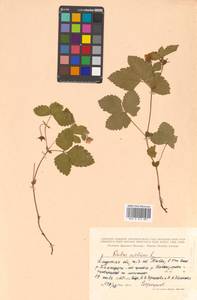 Rubus arcticus L., Siberia, Russian Far East (S6) (Russia)