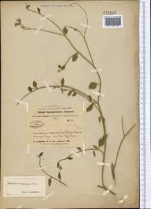 Heliotropium dasycarpum Ledeb., Middle Asia, Syr-Darian deserts & Kyzylkum (M7) (Kazakhstan)