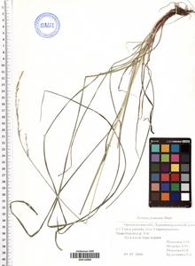 Lolium pratense (Huds.) Darbysh., Eastern Europe, Eastern region (E10) (Russia)