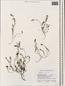 Euphrasia petiolaris Wettst., Caucasus, Krasnodar Krai & Adygea (K1a) (Russia)