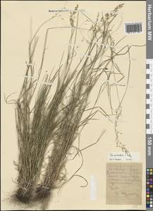 Poa palustris L., Eastern Europe, Central forest-and-steppe region (E6) (Russia)