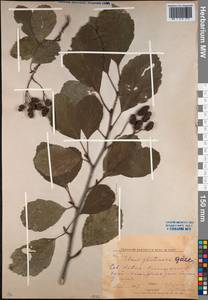Alnus glutinosa (L.) Gaertn., Caucasus, Krasnodar Krai & Adygea (K1a) (Russia)