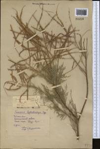 Tamarix hispida Willd., Middle Asia, Syr-Darian deserts & Kyzylkum (M7) (Uzbekistan)