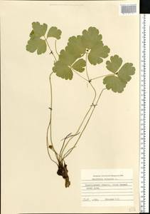 Aquilegia vulgaris L., Eastern Europe, North-Western region (E2) (Russia)