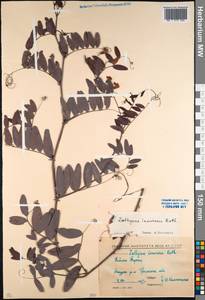 Lathyrus incurvus (Roth) Willd., Caucasus, North Ossetia, Ingushetia & Chechnya (K1c) (Russia)