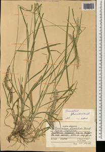 Pennisetum flaccidum Griseb., South Asia, South Asia (Asia outside ex-Soviet states and Mongolia) (ASIA) (Afghanistan)