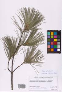 Pinus strobus L., Eastern Europe, Central forest region (E5) (Russia)