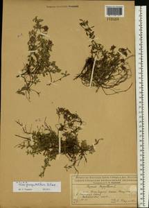 Thymus talijevii subsp. paucifolius (Klokov) P.A.Schmidt, Eastern Europe, Northern region (E1) (Russia)