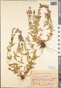 Veronica prostrata L., Eastern Europe, Central forest-and-steppe region (E6) (Russia)