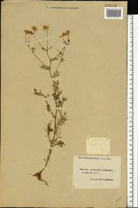 Matricaria chamomilla L., Eastern Europe, South Ukrainian region (E12) (Ukraine)