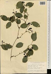 Smilax glaucochina Warb., South Asia, South Asia (Asia outside ex-Soviet states and Mongolia) (ASIA) (China)