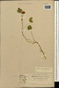 Trifolium ambiguum M.Bieb., Caucasus, Dagestan (K2) (Russia)