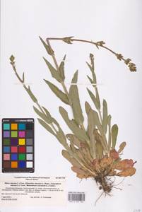 Silene viscosa (L.) Pers., Eastern Europe, Lower Volga region (E9) (Russia)