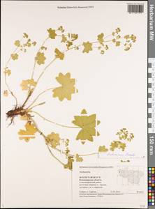 Alchemilla tichomirovii Czkalov, Eastern Europe, Central region (E4) (Russia)