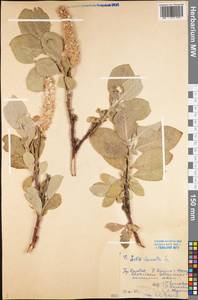 Salix lanata L., Eastern Europe, Northern region (E1) (Russia)