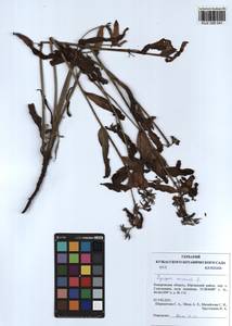 Lycopsis arvensis L., Siberia, Altai & Sayany Mountains (S2) (Russia)
