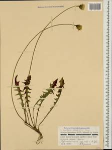 Leontodon hispidus subsp. danubialis (Jacq.) Simonk., Caucasus, North Ossetia, Ingushetia & Chechnya (K1c) (Russia)