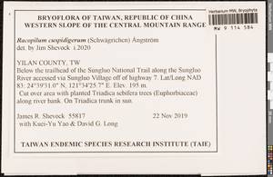 Racopilum cuspidigerum (Schwägr.) Ångstr., Bryophytes, Bryophytes - Asia (outside ex-Soviet states) (BAs) (Taiwan)