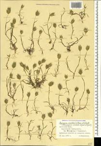 Eremopyrum orientale (L.) Jaub. & Spach, Crimea (KRYM) (Russia)