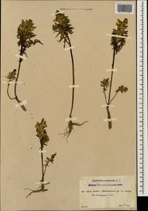 Pedicularis condensata M. Bieb., Caucasus, South Ossetia (K4b) (South Ossetia)