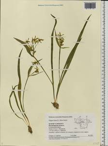 Gagea lutea (L.) Ker Gawl., Eastern Europe, Central region (E4) (Russia)