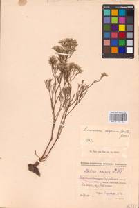 Limonium caspium (Willd.) Gams, Middle Asia, Caspian Ustyurt & Northern Aralia (M8) (Kazakhstan)