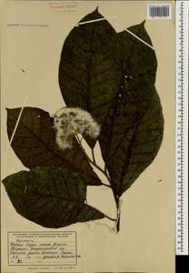 Vernonia, South Asia, South Asia (Asia outside ex-Soviet states and Mongolia) (ASIA) (India)