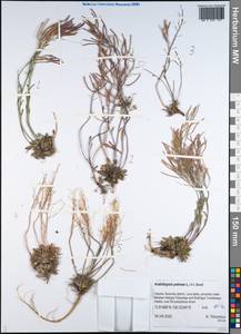 Arabidopsis lyrata subsp. petraea (L.) O'Kane & Al-Shehbaz, Siberia, Yakutia (S5) (Russia)