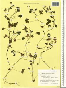 Oxalis corniculata L., Caucasus, Black Sea Shore (from Novorossiysk to Adler) (K3) (Russia)